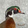 Wood Duck Taxidermy Bird Mount For Sale - Image 8