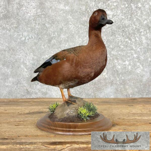 Cinnamon Teal Duck Taxidermy Bird Mount For Sale - Image 2