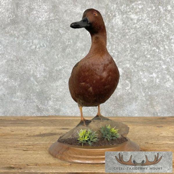 Cinnamon Teal Duck Taxidermy Bird Mount For Sale - Image 3