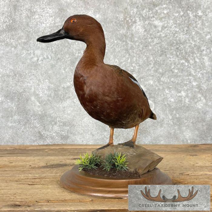 Cinnamon Teal Duck Taxidermy Bird Mount For Sale - Image 4