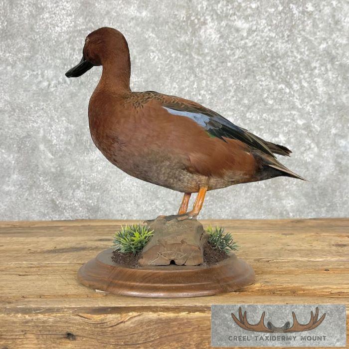 Cinnamon Teal Duck Taxidermy Bird Mount For Sale - Image 5