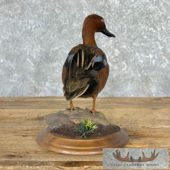 Cinnamon Teal Duck Taxidermy Bird Mount For Sale - Image 6
