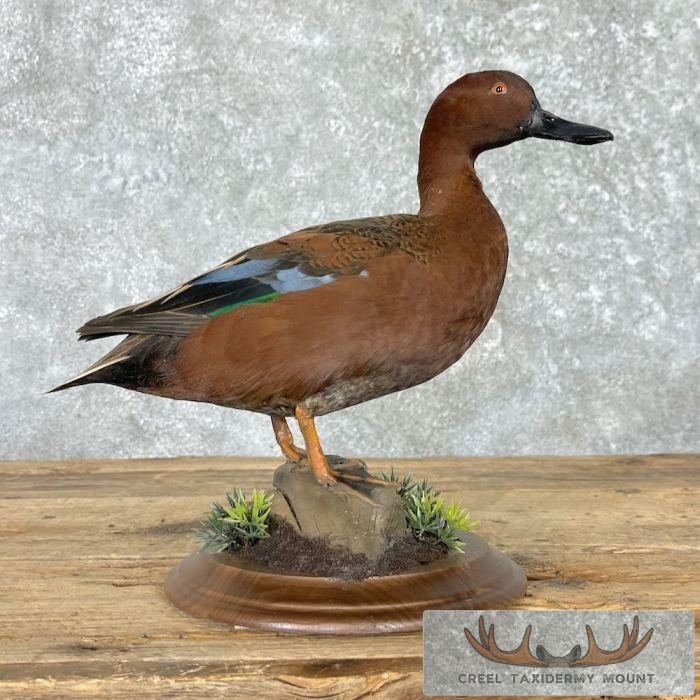 Cinnamon Teal Duck Taxidermy Bird Mount For Sale - Image 7