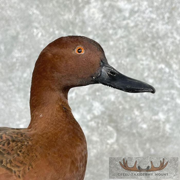 Cinnamon Teal Duck Taxidermy Bird Mount For Sale - Image 8
