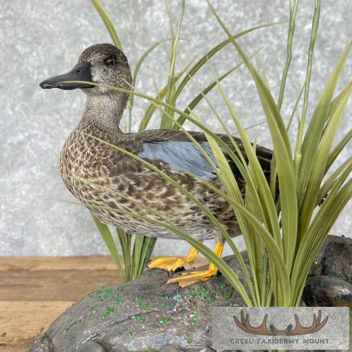 Blue Winged Teal Duck Pair Taxidermy Bird Mount For Sale - Image 2