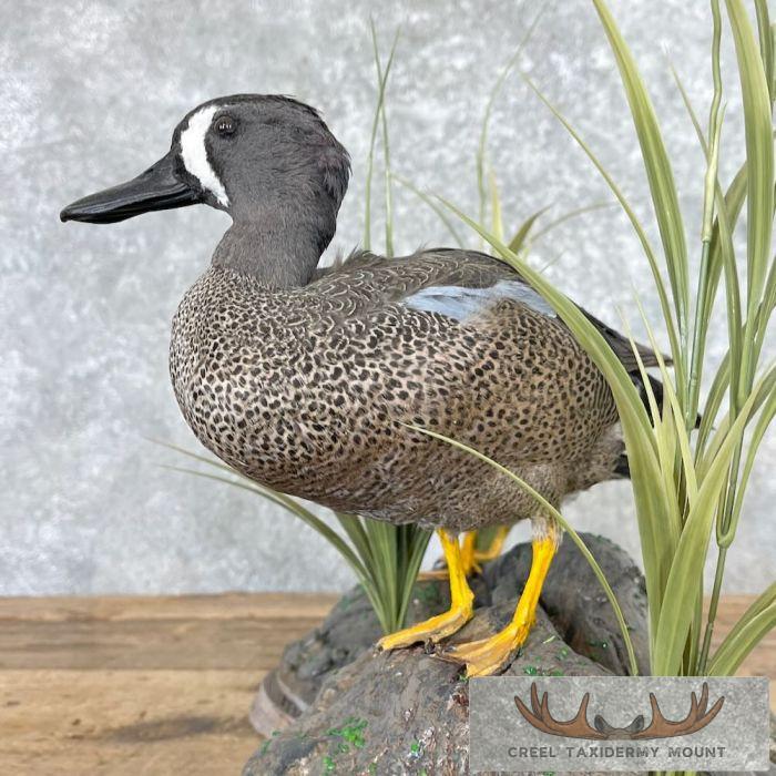 Blue Winged Teal Duck Pair Taxidermy Bird Mount For Sale - Image 3
