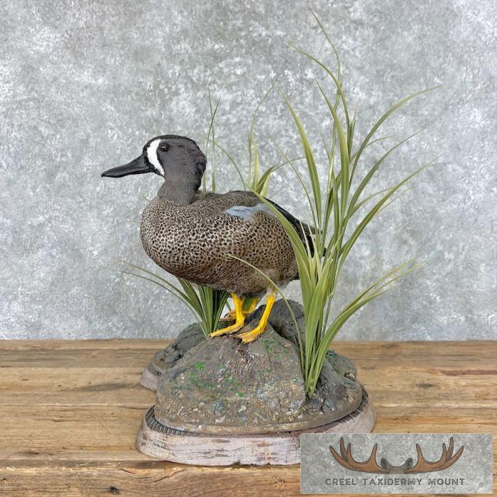 Blue Winged Teal Duck Pair Taxidermy Bird Mount For Sale - Image 4
