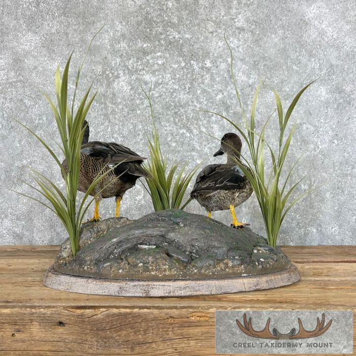 Blue Winged Teal Duck Pair Taxidermy Bird Mount For Sale - Image 5
