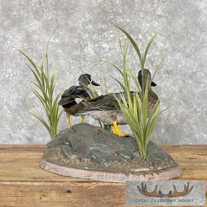 Blue Winged Teal Duck Pair Taxidermy Bird Mount For Sale - Image 6
