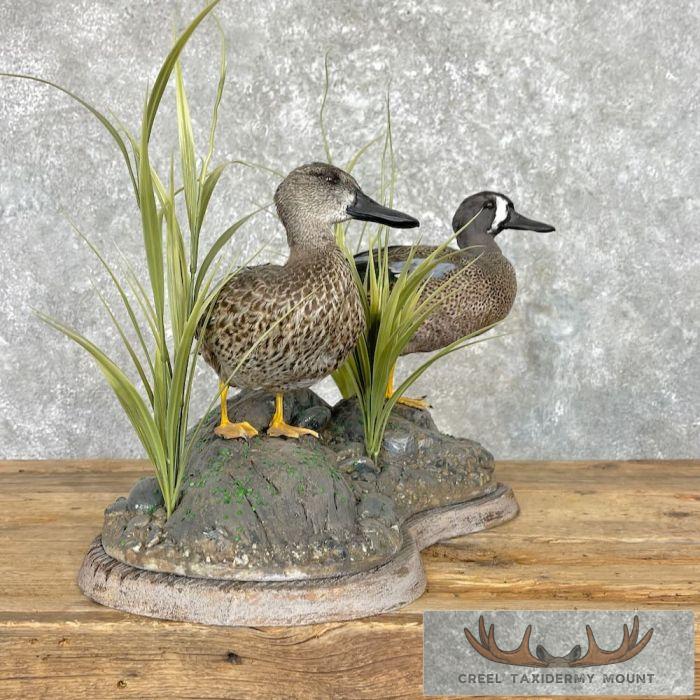 Blue Winged Teal Duck Pair Taxidermy Bird Mount For Sale - Image 7