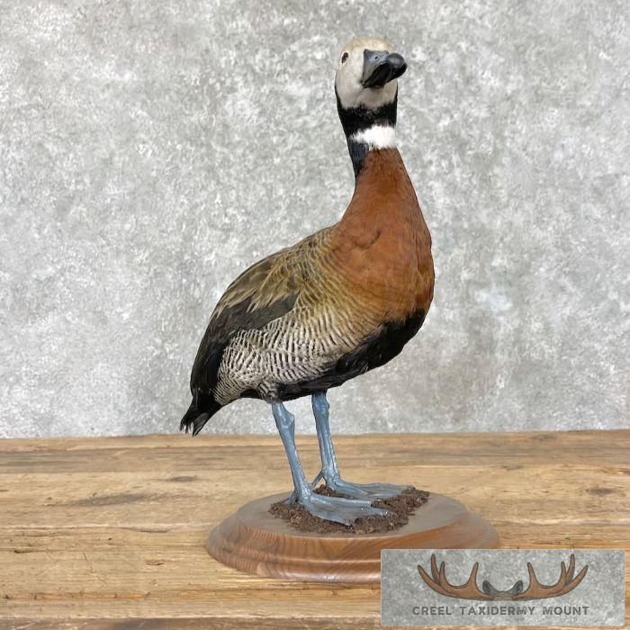 White-Faced Whistling Duck Taxidermy Mount For Sale - Image 2