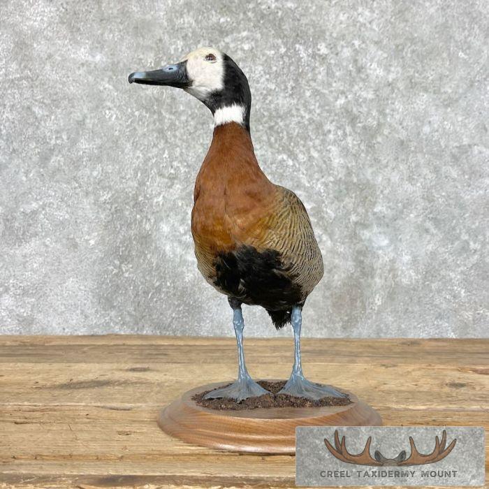 White-Faced Whistling Duck Taxidermy Mount For Sale - Image 3