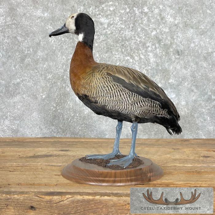 White-Faced Whistling Duck Taxidermy Mount For Sale - Image 4