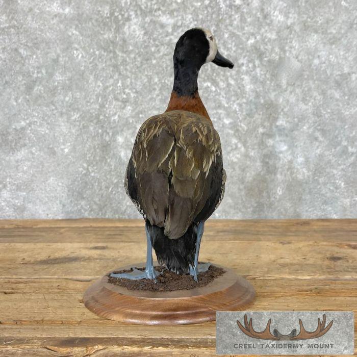 White-Faced Whistling Duck Taxidermy Mount For Sale - Image 5