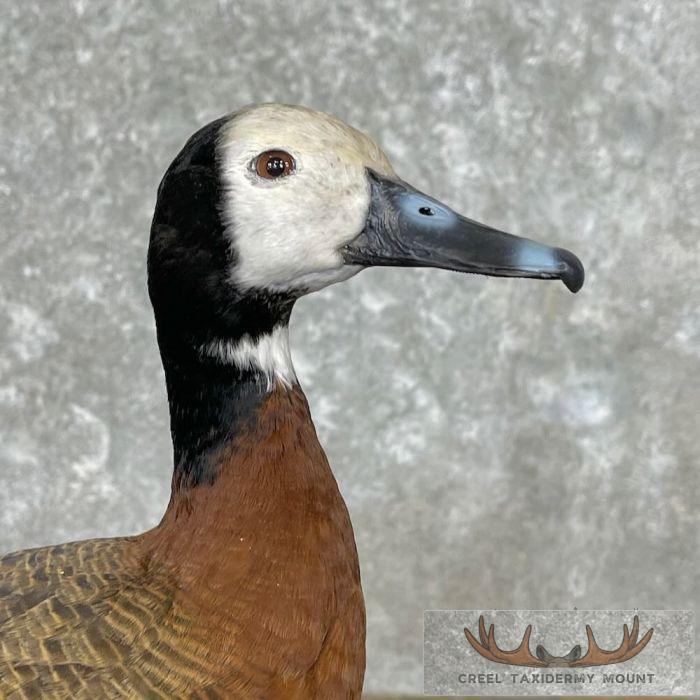 White-Faced Whistling Duck Taxidermy Mount For Sale - Image 6
