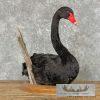 Black Swan Taxidermy Bird Mount For Sale - Image 5