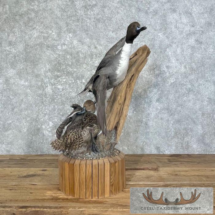 Pintail Duck Pair Taxidermy Mount For Sale - Image 10