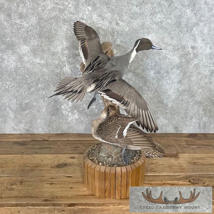 Pintail Duck Pair Taxidermy Mount For Sale - Image 11