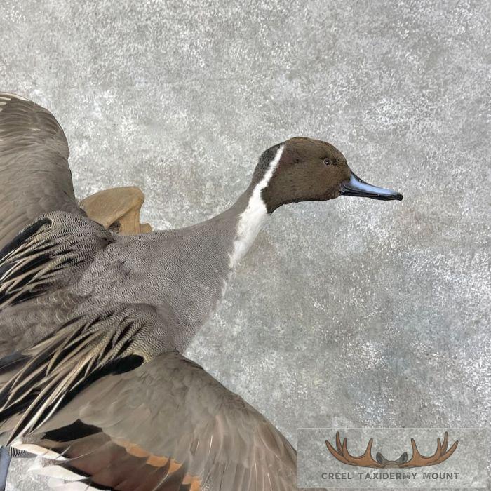 Pintail Duck Pair Taxidermy Mount For Sale - Image 2