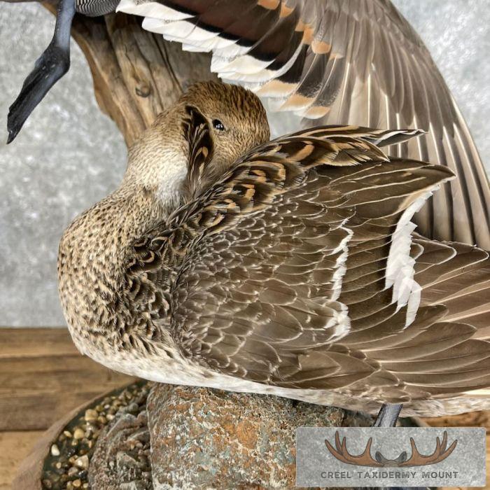 Pintail Duck Pair Taxidermy Mount For Sale - Image 3