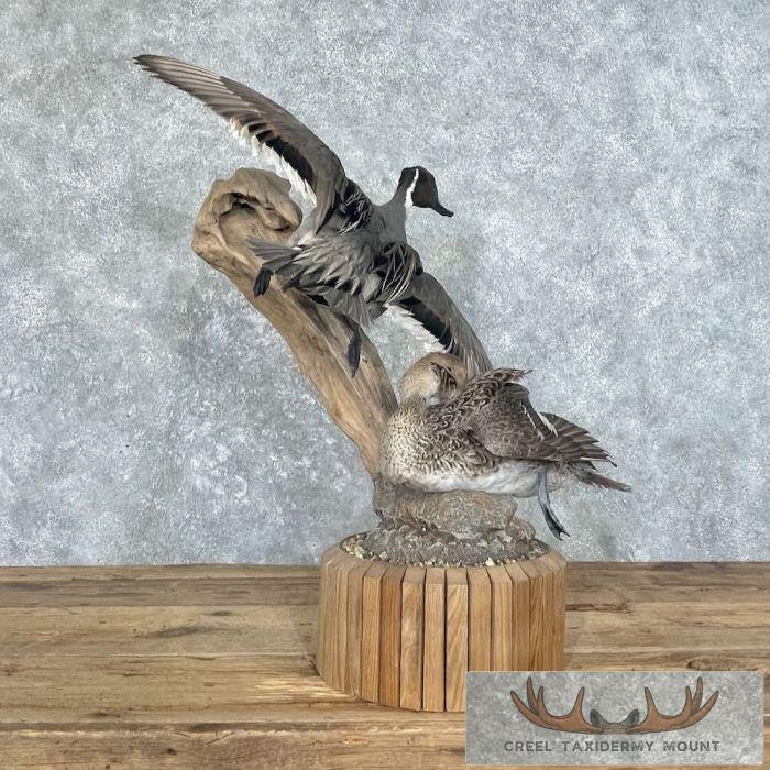 Pintail Duck Pair Taxidermy Mount For Sale - Image 4