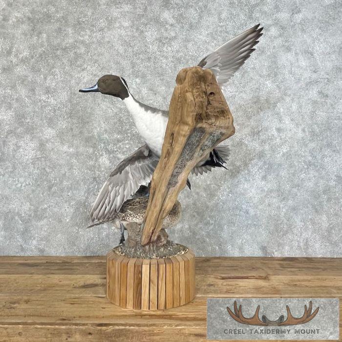 Pintail Duck Pair Taxidermy Mount For Sale - Image 6