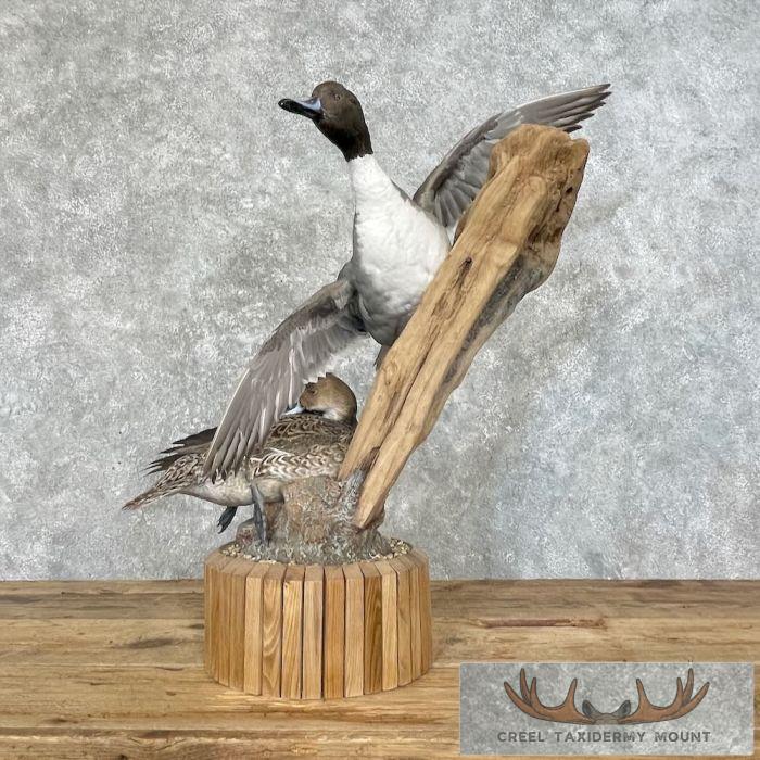 Pintail Duck Pair Taxidermy Mount For Sale - Image 7