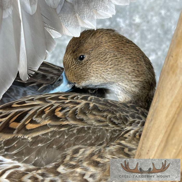 Pintail Duck Pair Taxidermy Mount For Sale - Image 8