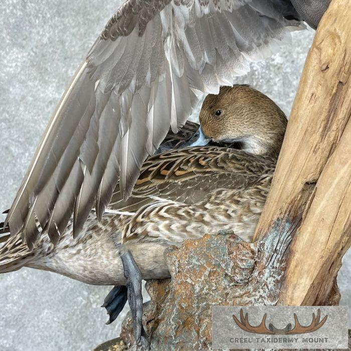 Pintail Duck Pair Taxidermy Mount For Sale - Image 9