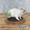 Albino Prairie Dog Life-Size Taxidermy Mount For Sale - Image 2