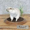 Albino Prairie Dog Life-Size Taxidermy Mount For Sale - Image 3