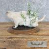 Albino Prairie Dog Life-Size Taxidermy Mount For Sale - Image 4