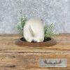 Albino Prairie Dog Life-Size Taxidermy Mount For Sale - Image 5