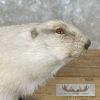 Albino Prairie Dog Life-Size Taxidermy Mount For Sale - Image 6