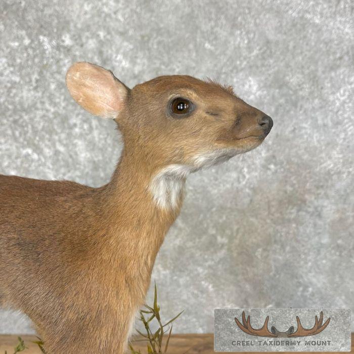 Suni Antelope Taxidermy Life-Size Mount For Sale - Image 2