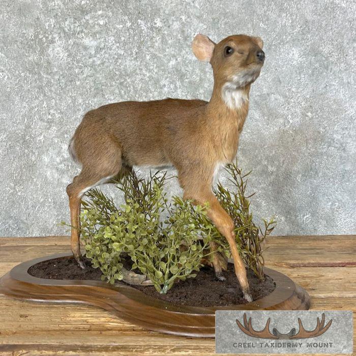 Suni Antelope Taxidermy Life-Size Mount For Sale - Image 3