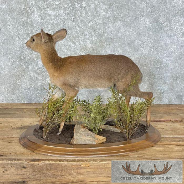 Suni Antelope Taxidermy Life-Size Mount For Sale - Image 5