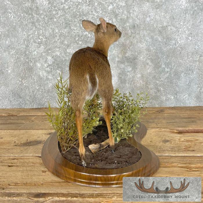 Suni Antelope Taxidermy Life-Size Mount For Sale - Image 6