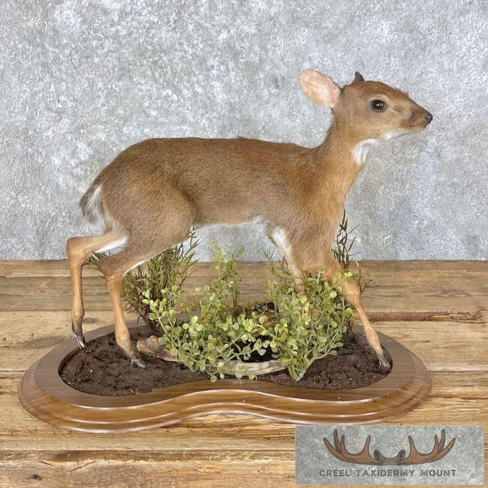 Suni Antelope Taxidermy Life-Size Mount For Sale - Image 7
