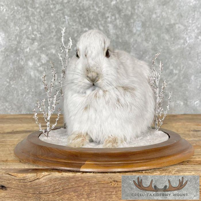 Snowshoe Hare (Rabbit) Taxidermy Mount For Sale - Image 2