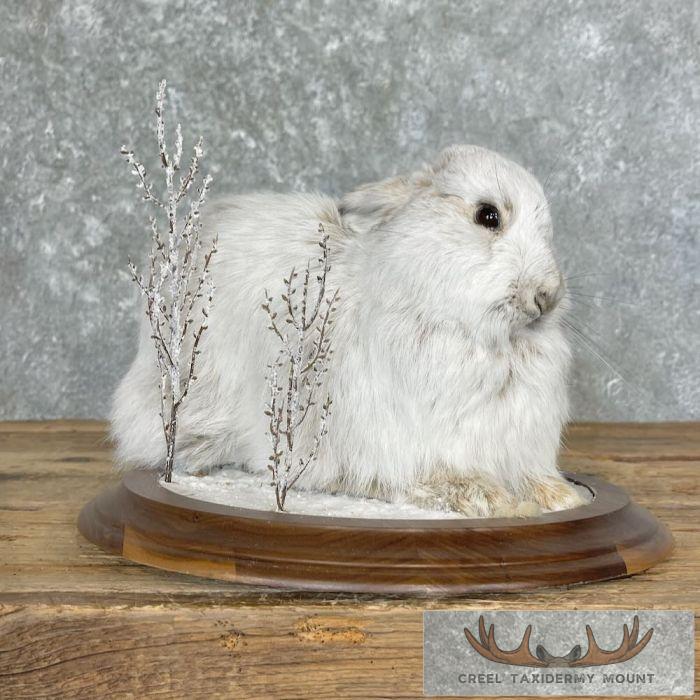 Snowshoe Hare (Rabbit) Taxidermy Mount For Sale - Image 3