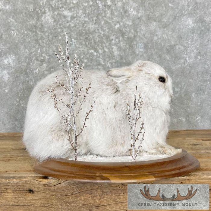Snowshoe Hare (Rabbit) Taxidermy Mount For Sale - Image 4