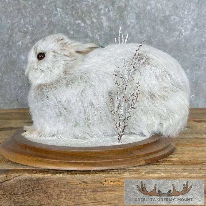 Snowshoe Hare (Rabbit) Taxidermy Mount For Sale - Image 6