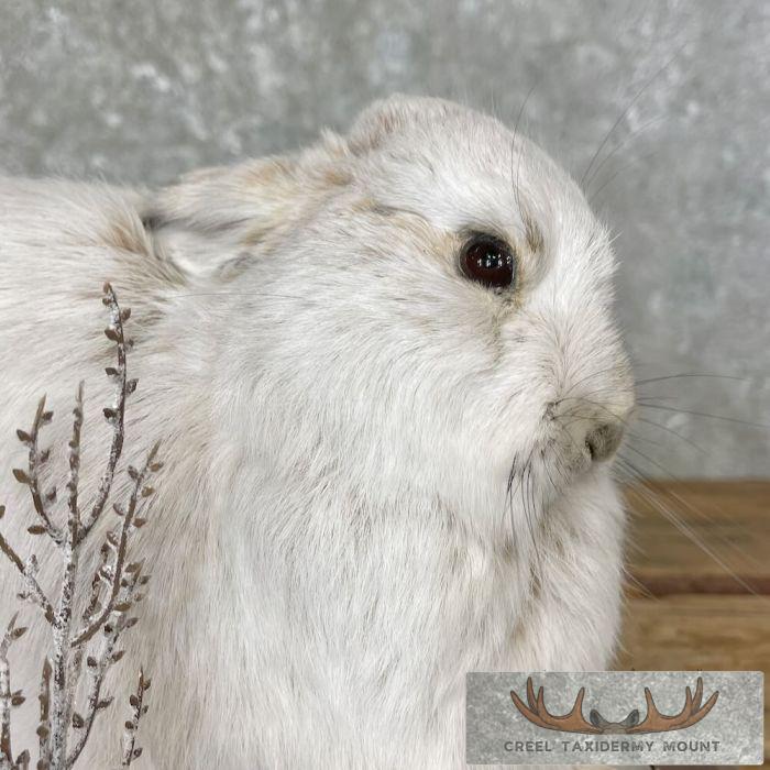 Snowshoe Hare (Rabbit) Taxidermy Mount For Sale - Image 8