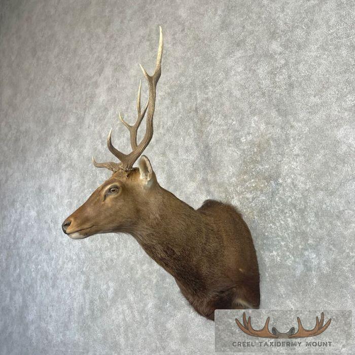 Sambar Deer Taxidermy Shoulder Mount For Sale - Image 2