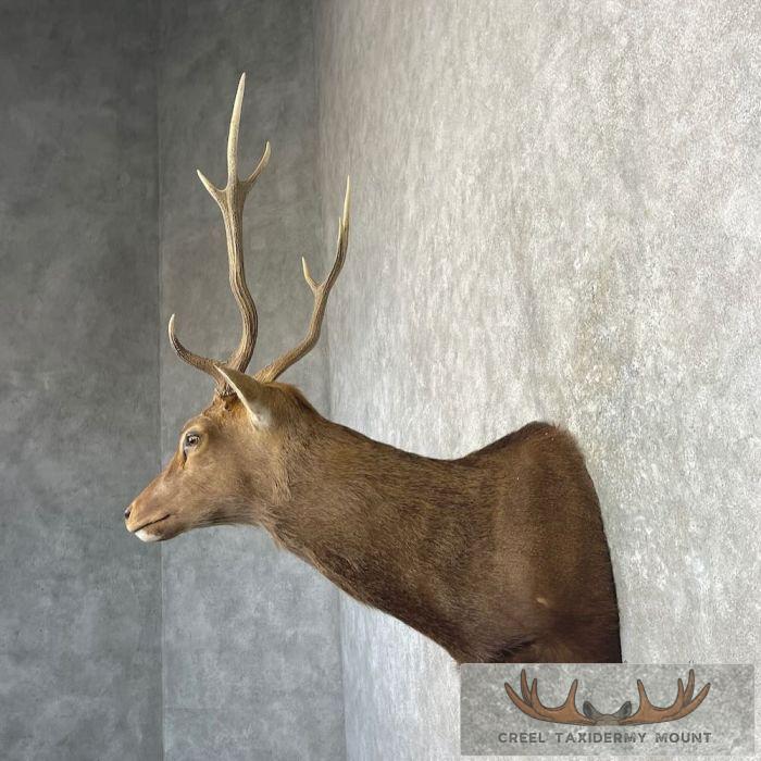 Sambar Deer Taxidermy Shoulder Mount For Sale - Image 3