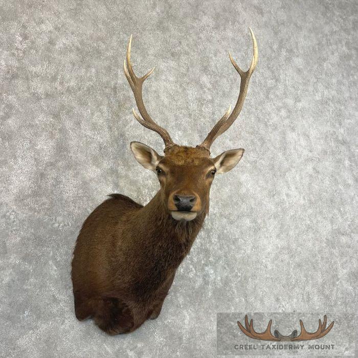 Sambar Deer Taxidermy Shoulder Mount For Sale - Image 4