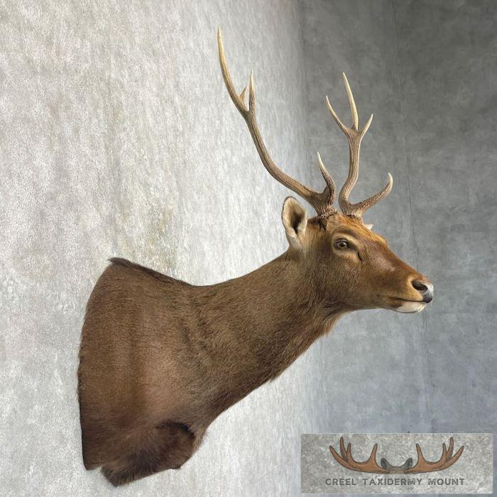 Sambar Deer Taxidermy Shoulder Mount For Sale - Image 5