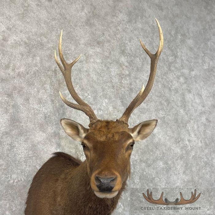 Sambar Deer Taxidermy Shoulder Mount For Sale - Image 7