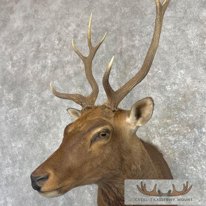 Sambar Deer Taxidermy Shoulder Mount For Sale - Image 8